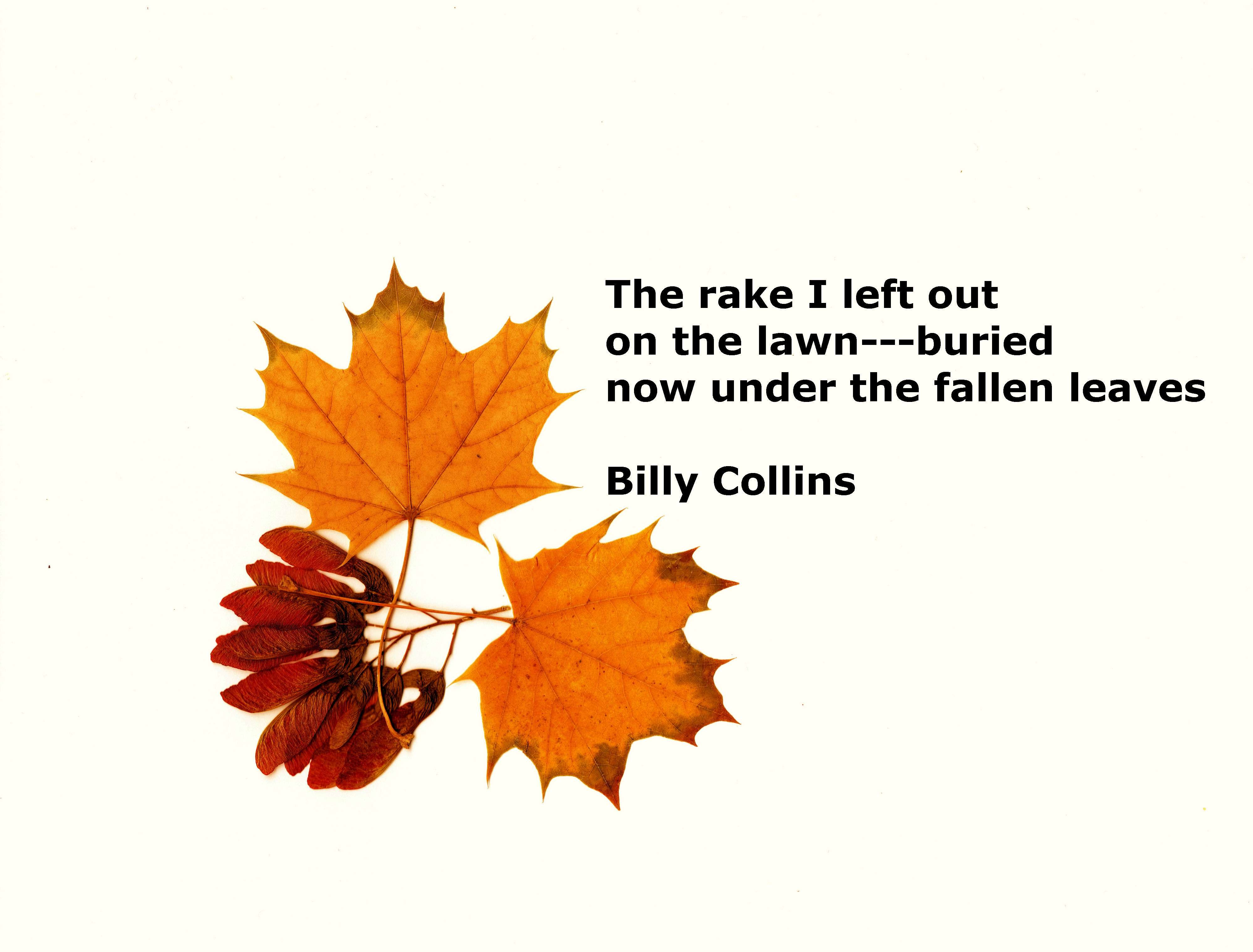 “The rake I left out”